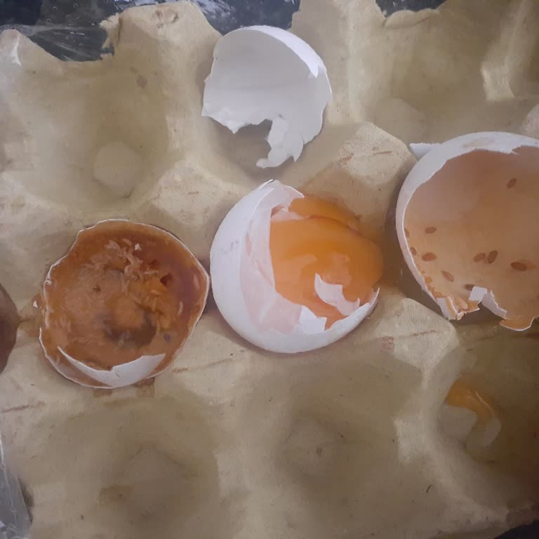 Kilpa Market Akyüz Yumurtadan Çıkan Çürükler