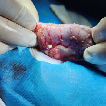 Yanlış Teşhis Ve İlgisizlikle Tehlikeye Atılan Kedim