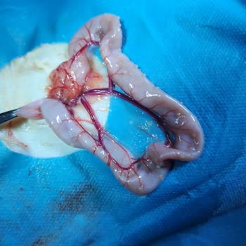 Yanlış Teşhis Ve İlgisizlikle Tehlikeye Atılan Kedim