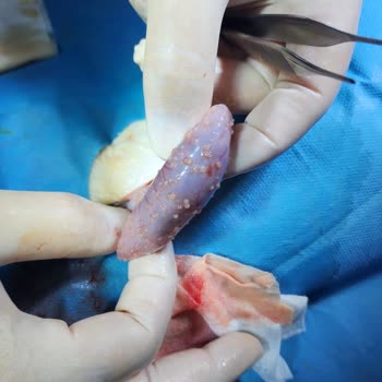 Yanlış Teşhis Ve İlgisizlikle Tehlikeye Atılan Kedim