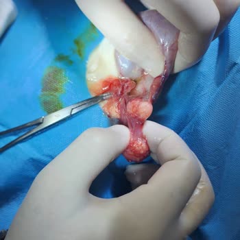 Yanlış Teşhis Ve İlgisizlikle Tehlikeye Atılan Kedim