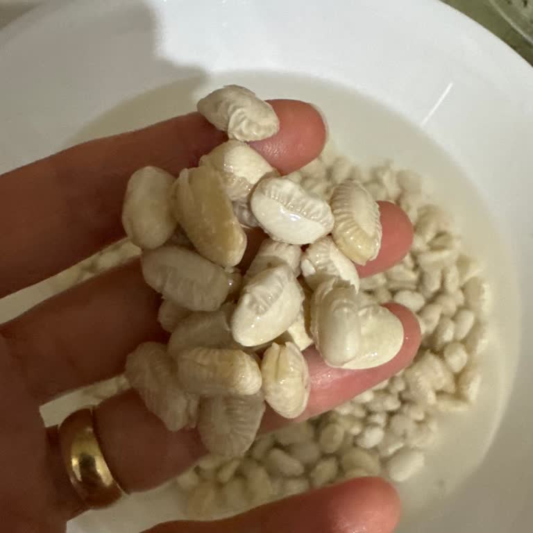 Kuru Fasulye Hayal Kırıklığı