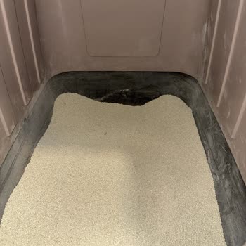 Feles Yeni Nesil Kedi Kumunda Tozlanma Sorunu!