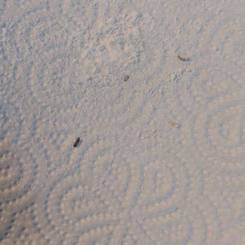 Piyale Un İçinden Böcek Çıktı: Ev Yapımı Planlarım Mahvoldu