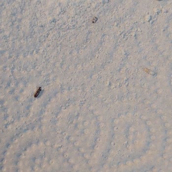 Piyale Un İçinden Böcek Çıktı: Ev Yapımı Planlarım Mahvoldu