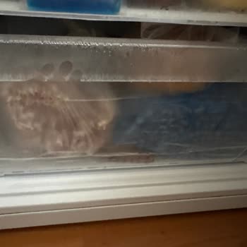 Beko Buzdolabı Çekmeceleri: Süregelen Kırılma Sorunu