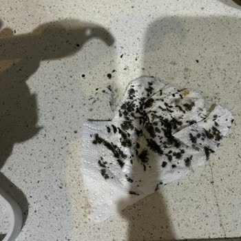 Schafer Blender Setinden Gelen Kimyasal Sızıntı Sorunu