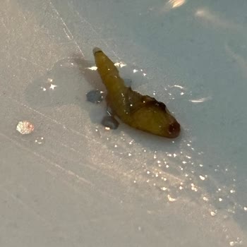 Ankara Makarna'da Şok Edici Kurt Problemi