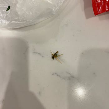 Superfresh Ispanak Ürünü: Sağlık Tehdit Eden Yabancı Cisimler