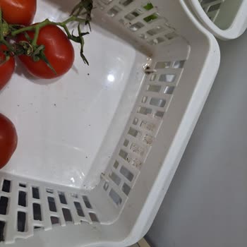 Bosch Buzdolabında Sürekli Küf Ve Su Birikimi Sorunu