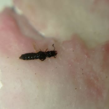 Hijyen Sorunu: Çiğköftede Siyah Noktalar Ve Temizlik Eksikliği