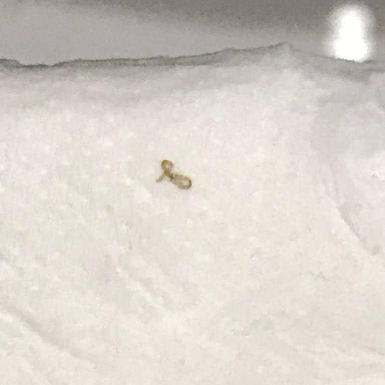 Tuvalet Kağıdında Hijyen Sorunu