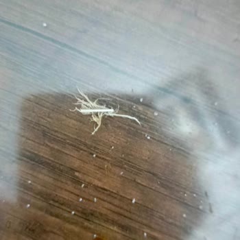 Erpiliç Kadınbudu Köfteden Çıkan Tüylü Tavuk Kanadı Şoku