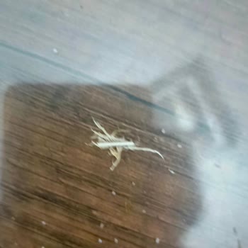 Erpiliç Kadınbudu Köfteden Çıkan Tüylü Tavuk Kanadı Şoku