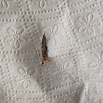 Ebebek'ten Aldığım İçeceklerde Kuş Tüyü Şoku