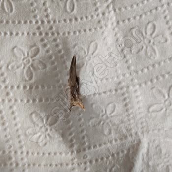 Promalt İçeceğinde Kuş Tüyü Şoku: Sağlık Tehlikesi