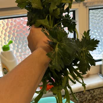 Organik Kereviz Paketleme Şikayeti