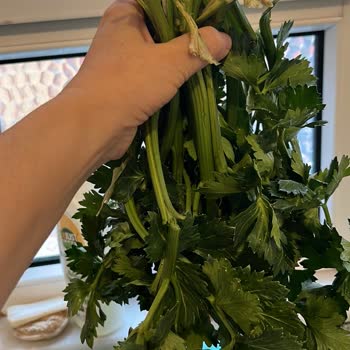 Organik Kereviz Paketleme Şikayeti