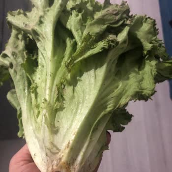 A101'den Gelen Kalitesiz Ürün Şikayeti