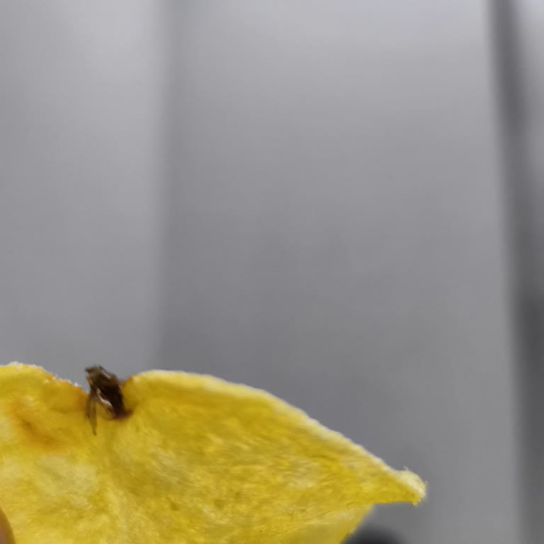 Amigo Cips Paketinden Çıkan Böcek Şoku