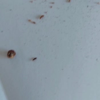 Tadelle Çikolatadan Kurt Çıktı