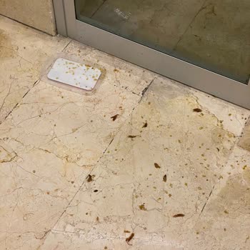 Ispartakule Efes Sitesi Kedi Sorunu