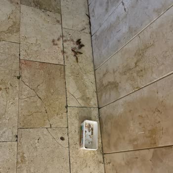 Ispartakule Efes Sitesi Kedi Sorunu