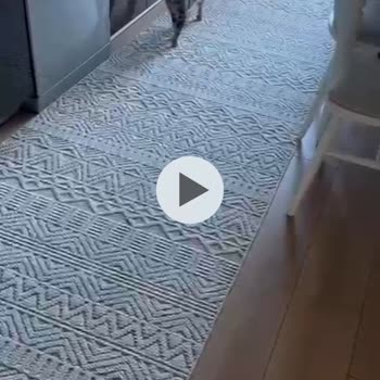 Ispartakule Efes Sitesi Kedi Sorunu