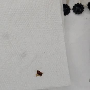 Tahta Kurusu Sorunu İle Mücadele