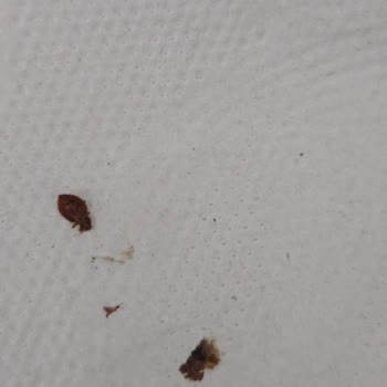 Tahta Kurusu Sorunu İle Mücadele