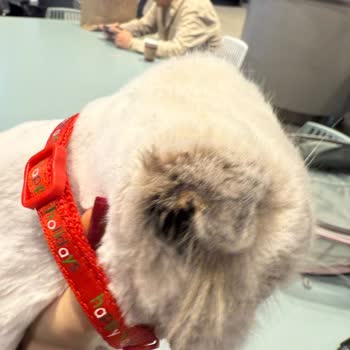 Kedimin Tıraşında Ciddi Sağlık Ve Güvenlik Sorunları