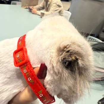 Kedimin Tıraşında Ciddi Sağlık Ve Güvenlik Sorunları