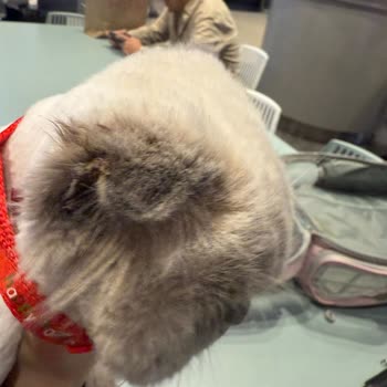 Kedimin Tıraşında Ciddi Sağlık Ve Güvenlik Sorunları