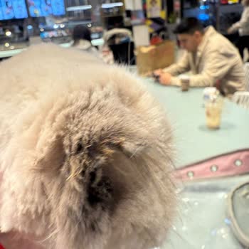 Kedimin Tıraşında Ciddi Sağlık Ve Güvenlik Sorunları