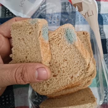 A101'den Aldığım Ekmek Hızla Küflendi Ve İletişim Kurulamıyor
