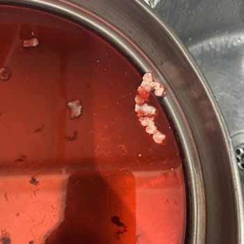 Dimes Meyve Suyunda Küf Şoku