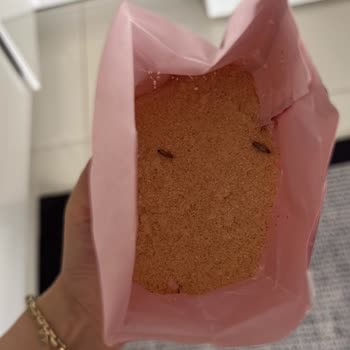 Migros'tan Aldığımız İrmik Böcekli Ve Açık Pakette Geldi