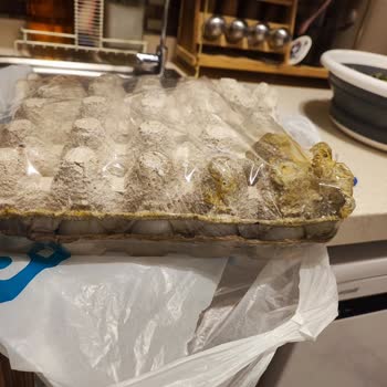 Çürük Yumurta Siparişi Ve Yetersiz Müşteri Hizmeti