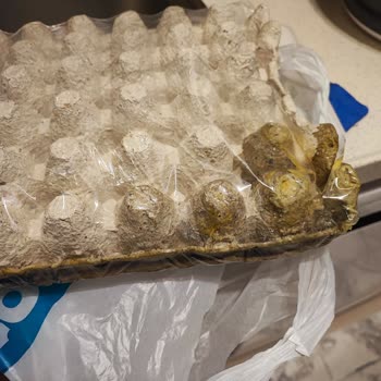 Çürük Yumurta Siparişi Ve Yetersiz Müşteri Hizmeti