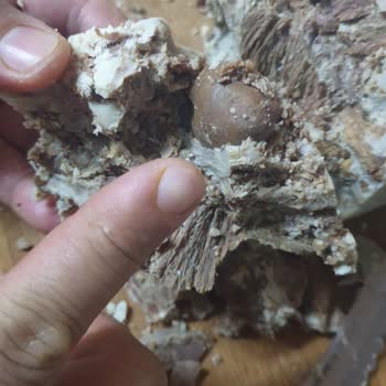 Afyon Selen Sucukları Selen Sucuk Kavurma Şikayeti