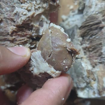 Afyon Selen Sucukları Selen Sucuk Kavurma Şikayeti