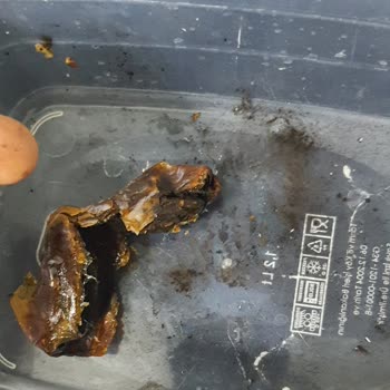 Simbat Hurma: Beklenmedik Toz Fiyaskosu