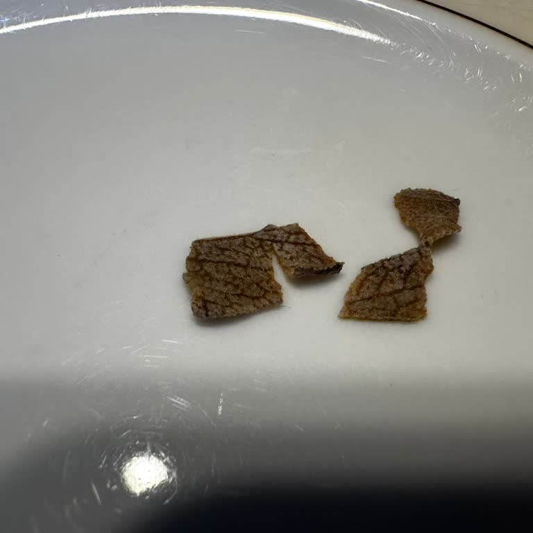 Silivri Arslan Ayran İçinden Çıkan Garip Cisim