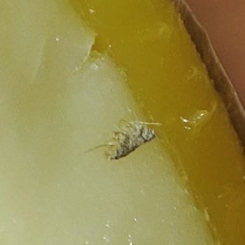 Bug Found in Starbucks Cheesecake and Poorly Made Caramel Macchiato