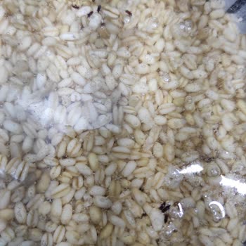 Aşurelik Buğdayda Beklenmedik Böceklenme Sorunu