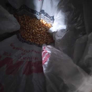 City Farm Küflü Mısır