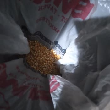 City Farm Küflü Mısır