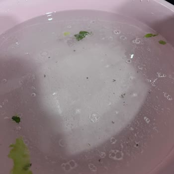 Migros Kıvırcık Marulda Kimyasal Tehlike