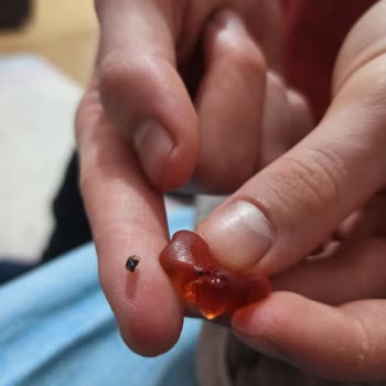 Haribo Altın Ayıcık Paketinden Çıkan Sert Plastik Şoku