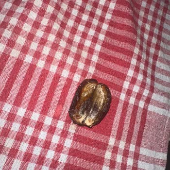 Kurtlu Hurma Skandalı: Sağlığımız Tehlikede!